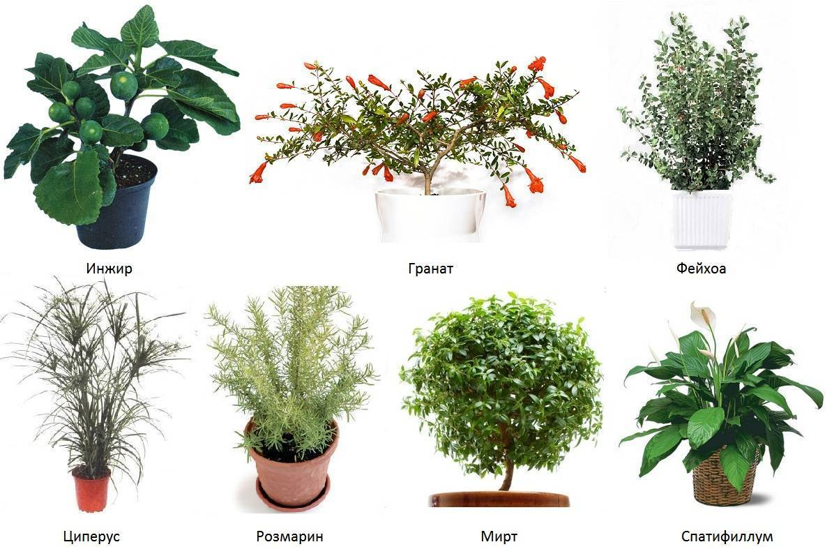 Комнатные растения каталог с фотографиями и названиями