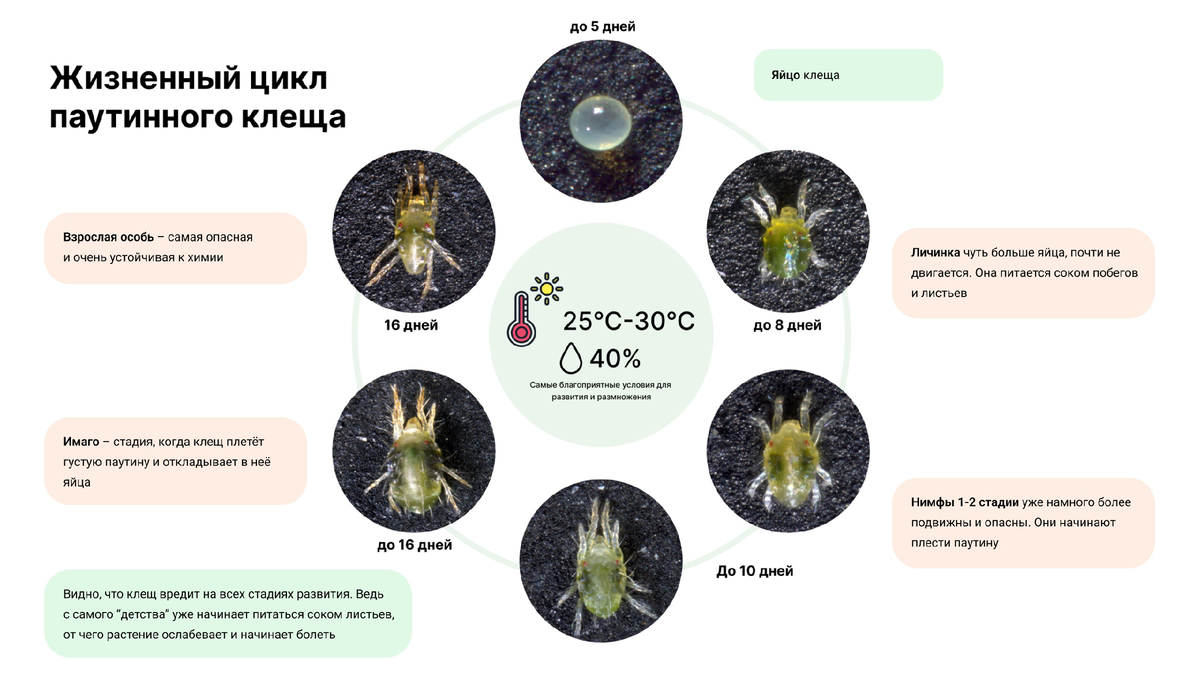 Как бороться с паутинным клещом? | Hibibloom | Гибискусы🌺 | Дзен