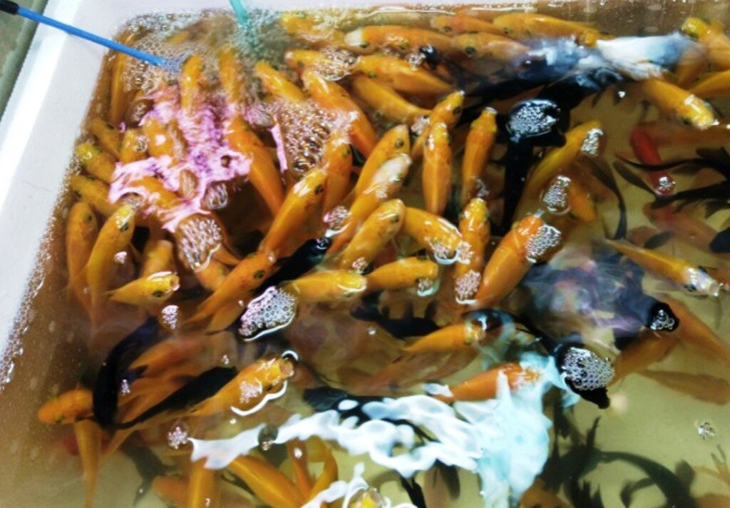 Малек линя, но не простого, а золотого