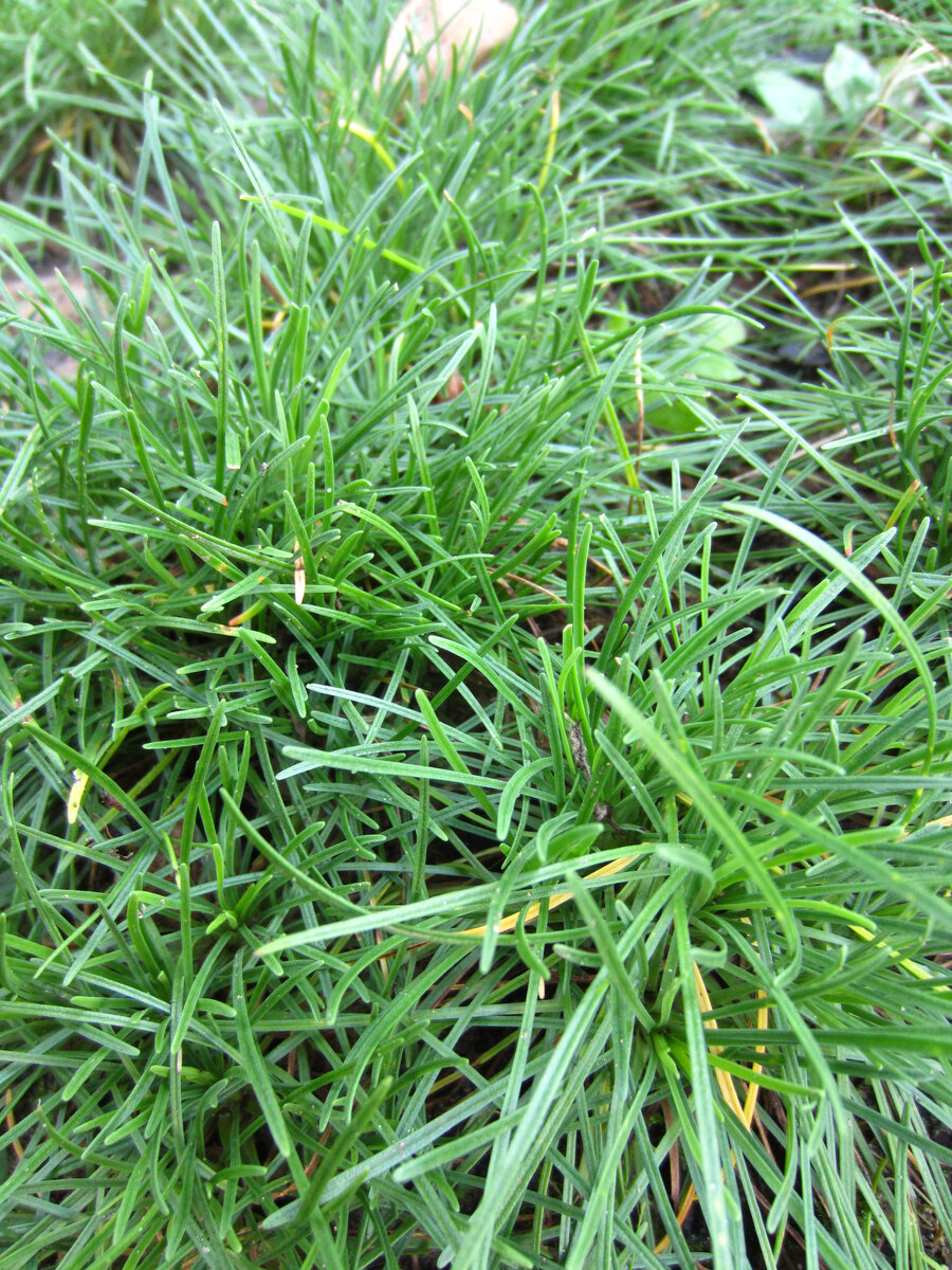 Розетки -"ёжики"