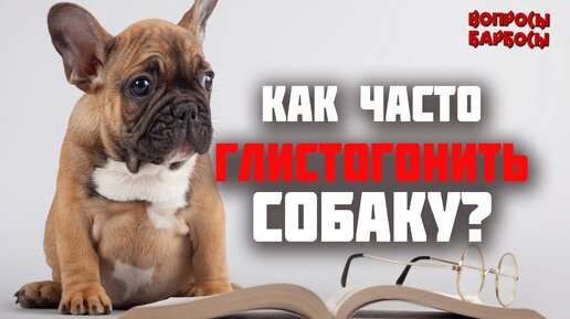 Как часто можно глистогонить. Собаку глистогонить собаку. Как часто глистогонить.