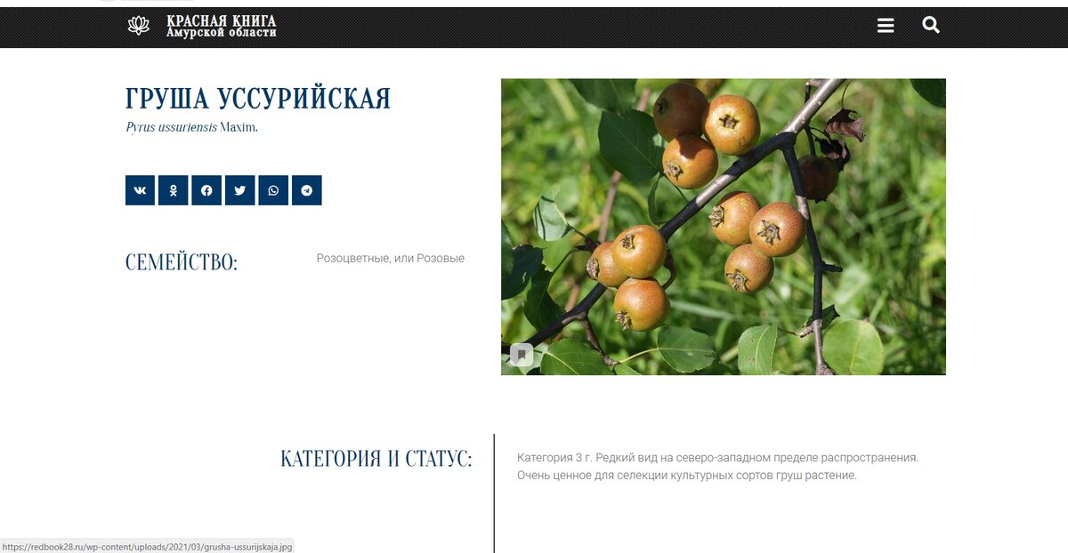 Красная книга Амурской области: https://redbook28.ru/rastenija/pokrytosemennye/rozocvetnye/grusha-ussurijskaja/