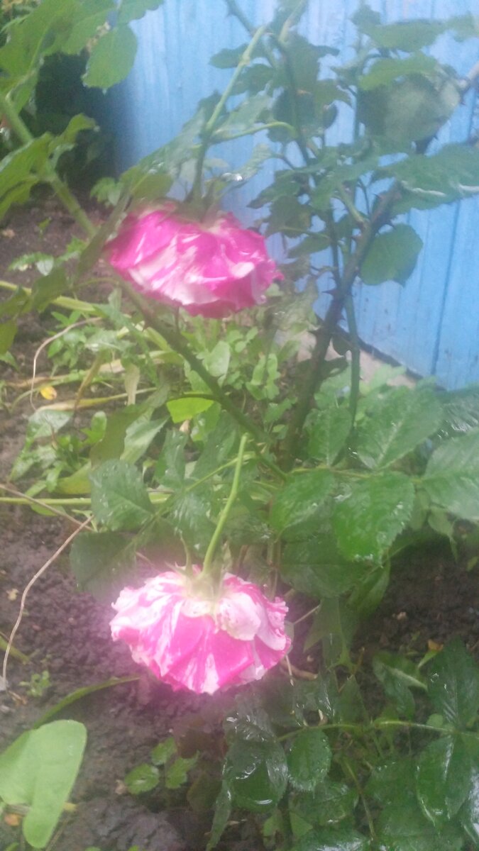 Переломленные розы Соседями (фото от 01.07.2021)