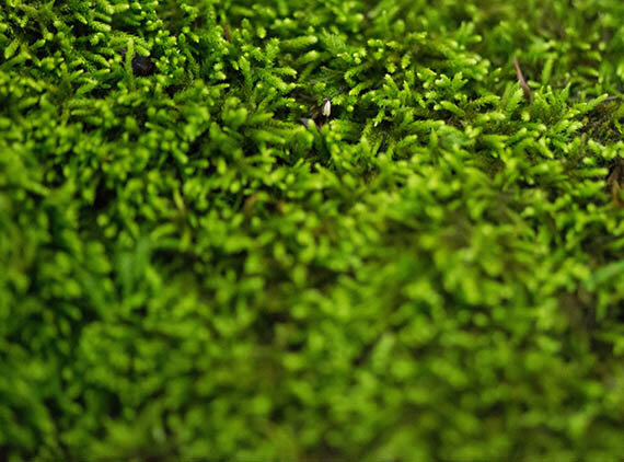 Коврик для ванной комнаты из натурального мха