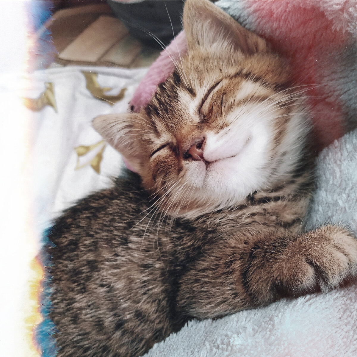 Котик Кекс в детстве.