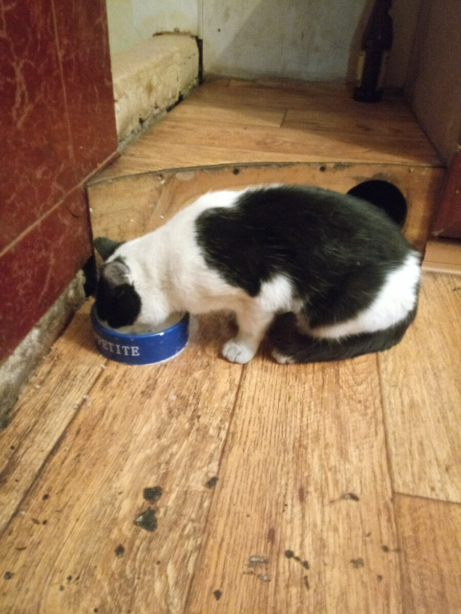 До сих пор очень любит молочко, хотя уже и взрослый.