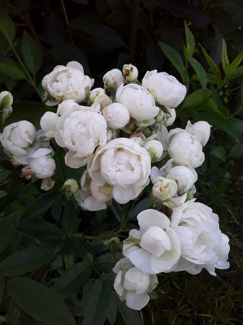 Полиантовая роза, сорт White Morsdag