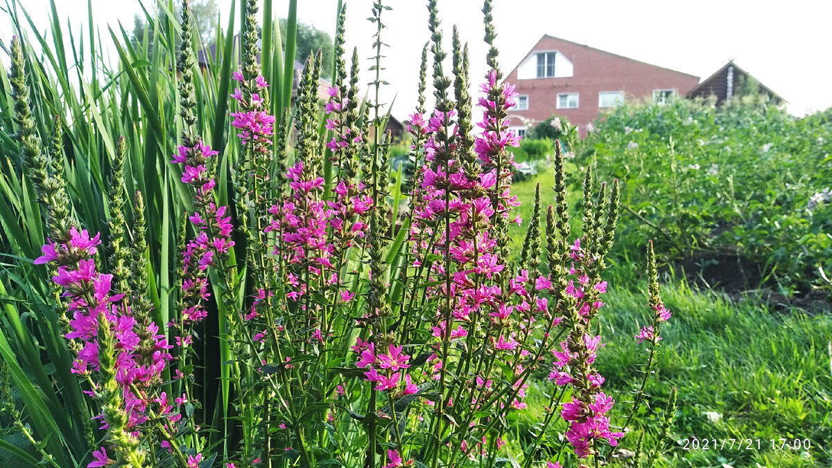 Дербенник прутовидный (Lуthrum virgаtum). Фото Загородные идеи.