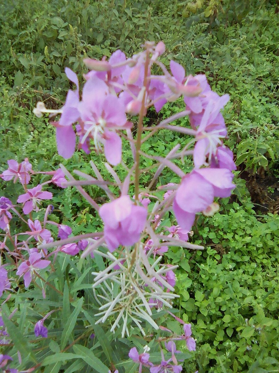 Иван чай полезное растение. Фото с моего огорода :) 