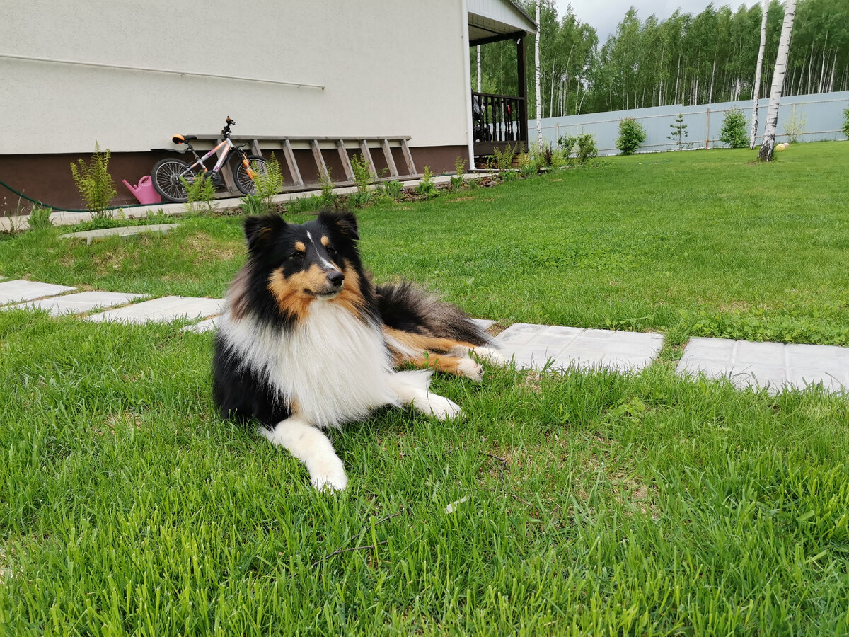 Наш "волкодав" - не лает, не кусает