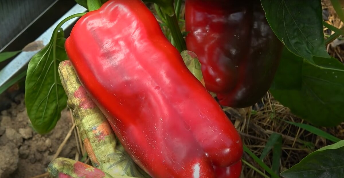 Выращивание хорошего урожая крупноплодного перца