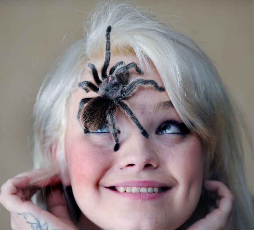 Фото лица паука. Фотосессия с пауком. Девушка паук.