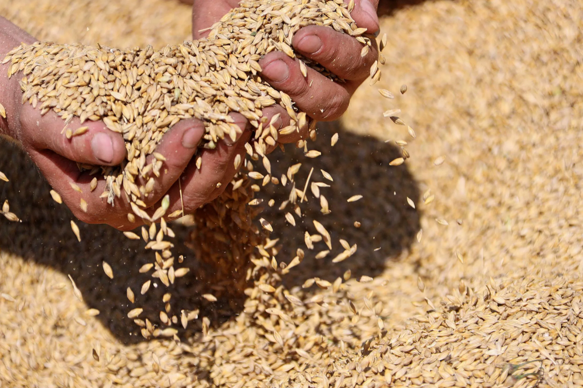 Собранное зерно