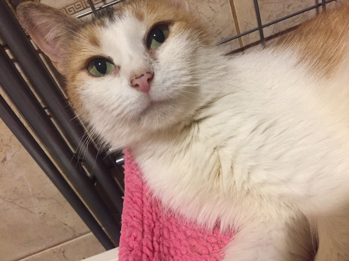 Эта статья о Масе. Кошечке, которая вернулась с того света.