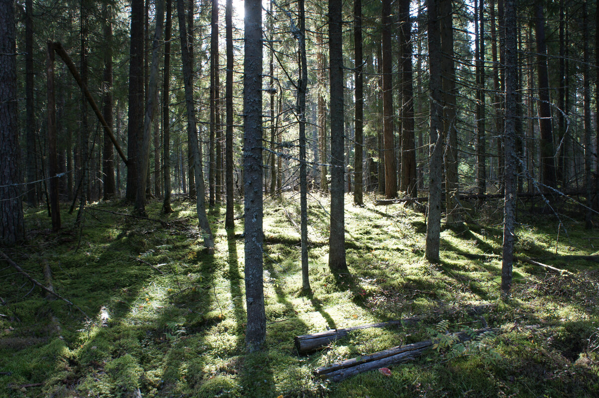 Лес, озеро и каменные руины. Поход одного дня по Гладышевскому ...