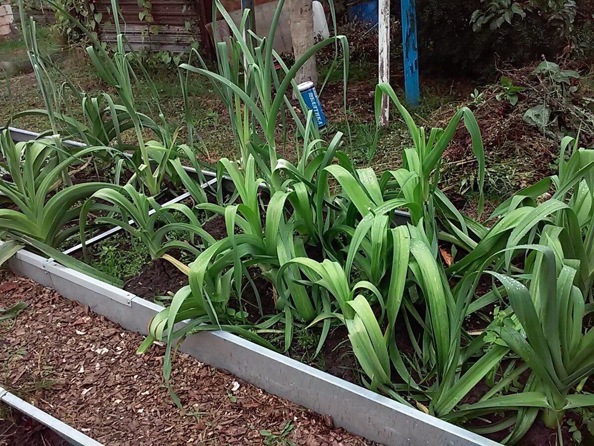 А грядка с пореем всегда глаз радует! КРАСИВОООО!