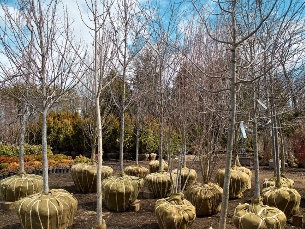 Фото: nytimes.com