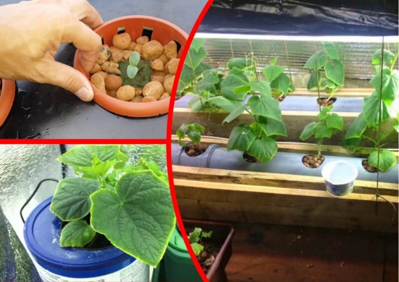 Огурцы в гидропонике