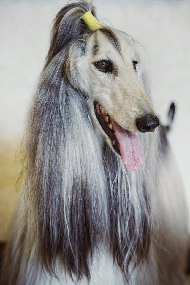 Стрижка чихуахуа. Афганская борзая. Собака с длинными волосами. Собаки которые с волосами. Парик для собаки рыжий.