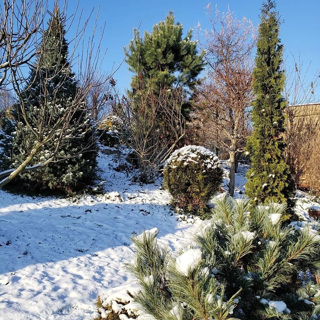 Хвойные зимой