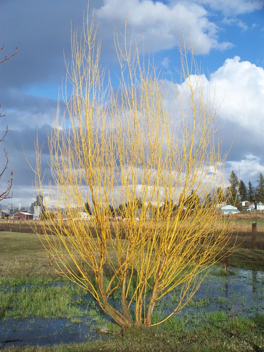 Ива Salix Alba 'vitellina'.