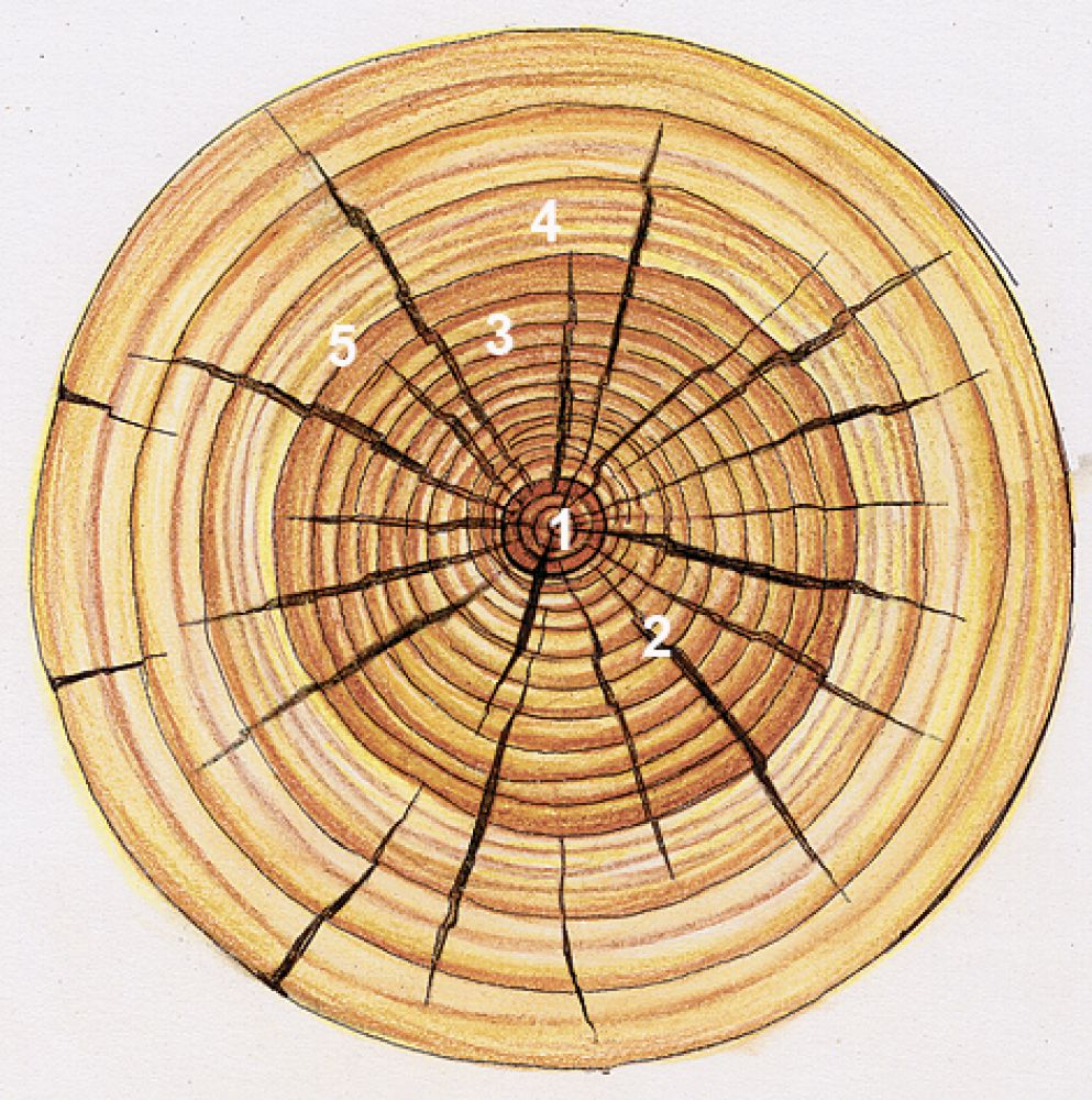 Поперечный разрез бревна: 1. Сердцевина
2. Сердцевинные лучи
3. Ядро
4. Заболонь
5. Годовые кольца