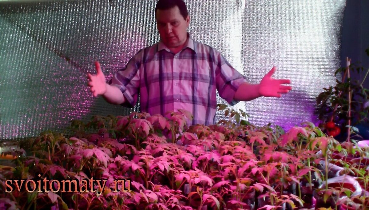 Выбор дополнительного освещения рассады