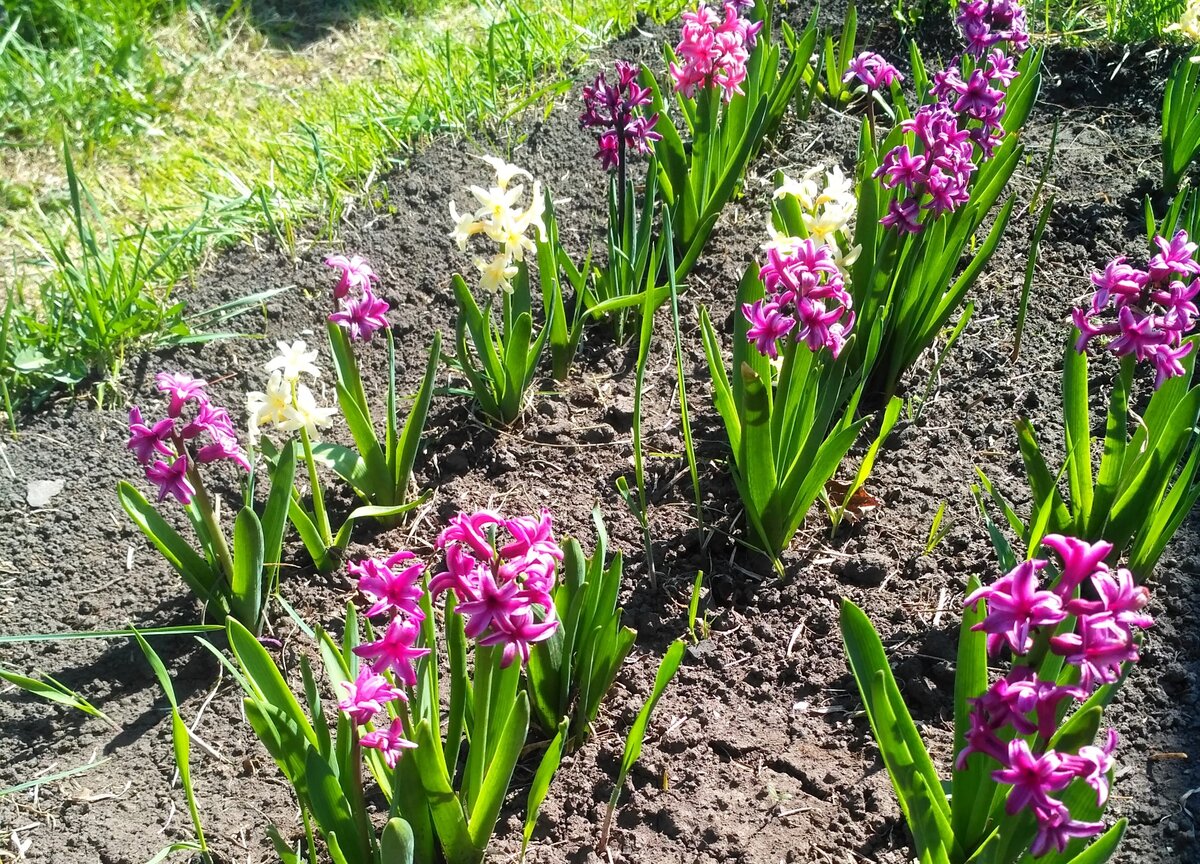 Гиацинты в самом начале мая