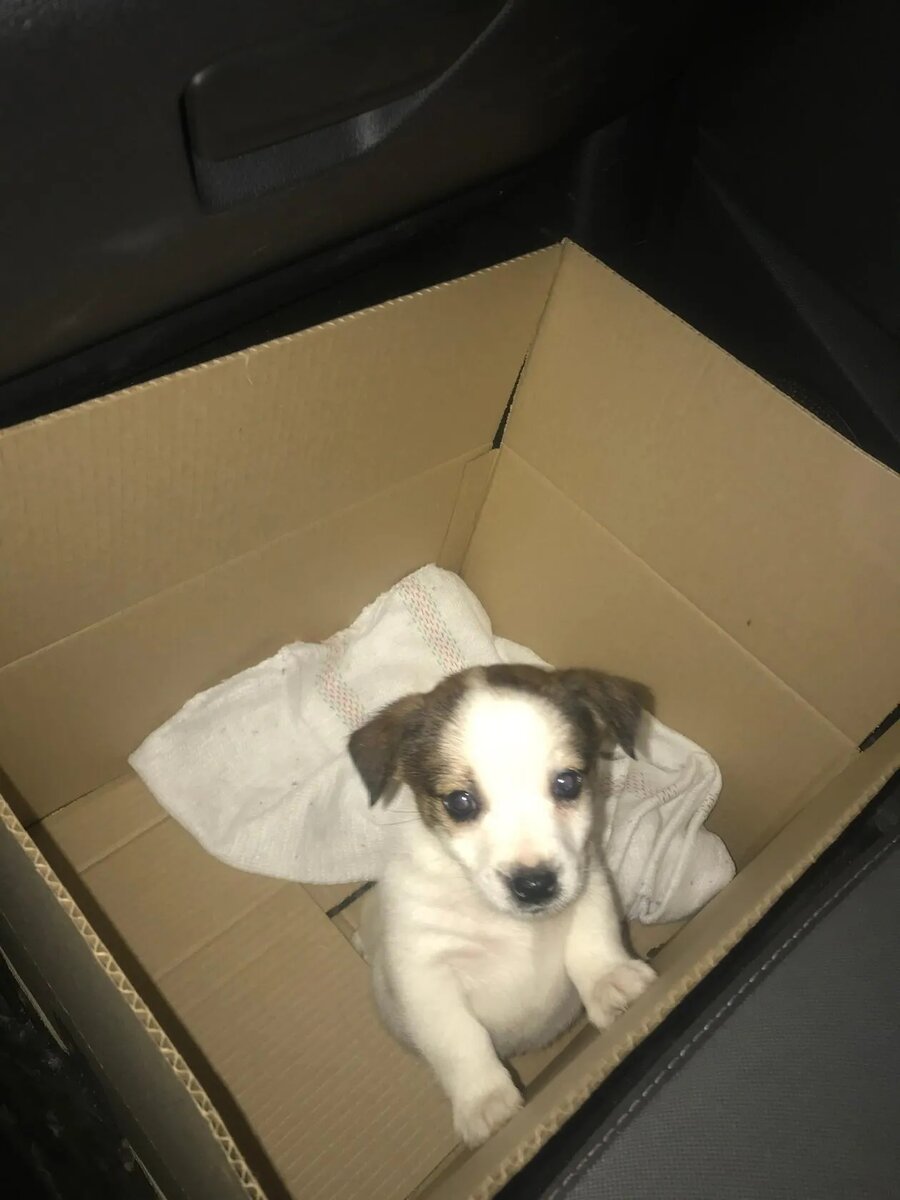 Малыш Арчи. 🐶❤️