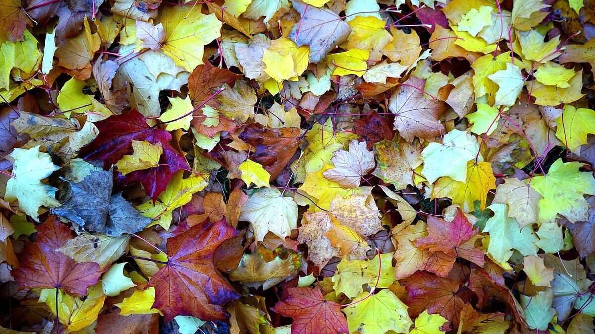 Листовой опад (фото с сайта pixabay.com)