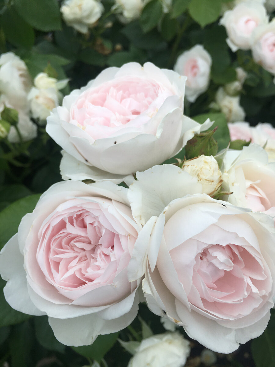 Роза Герцогиня Кристиана 