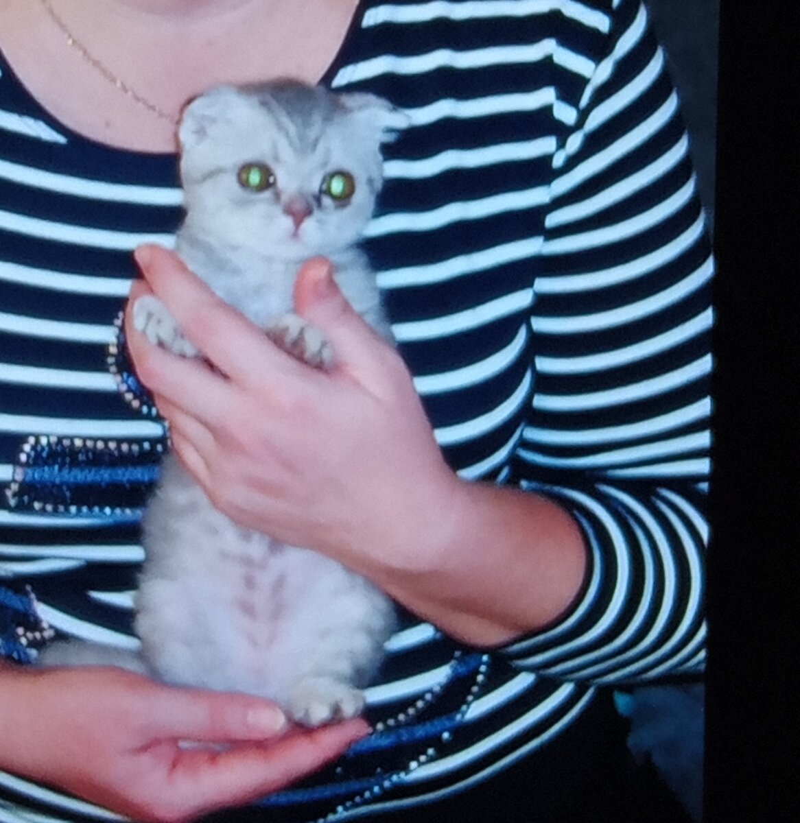 Добрый день мои дорогие читатели, я хочу вам рассказать историю появления нашего котеночка.