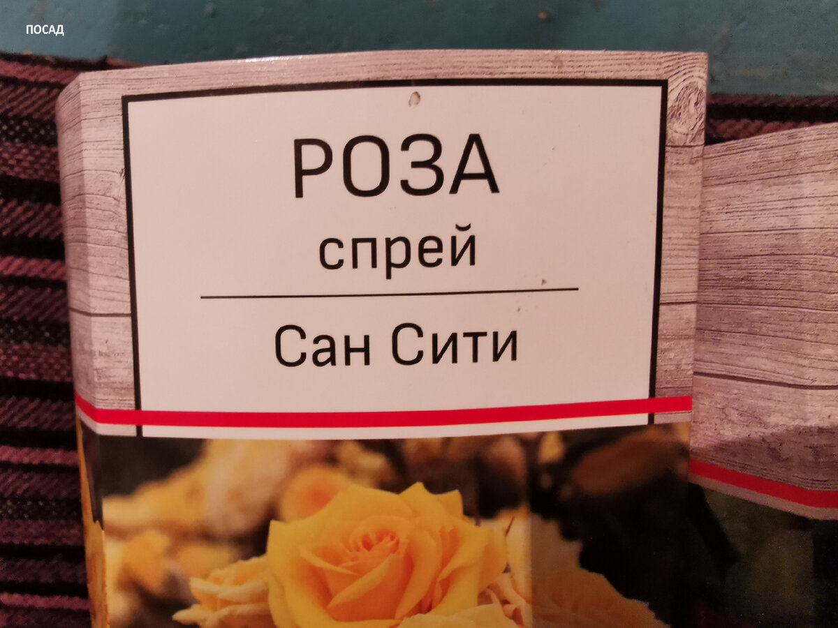 Спрей розы - новый вид роз, который я неожиданно открыла для себя. Цветут  всё лето, морозостойкие. А что ещё от роз надо? | Посад | Дзен