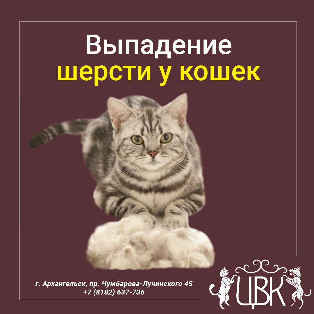 Выпадение шерсти у кошек: основные причины и методы лечения