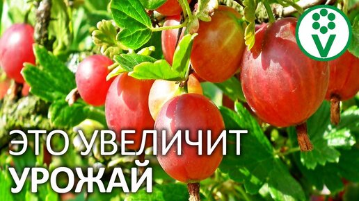 Сделайте так для огромного урожая смородины!