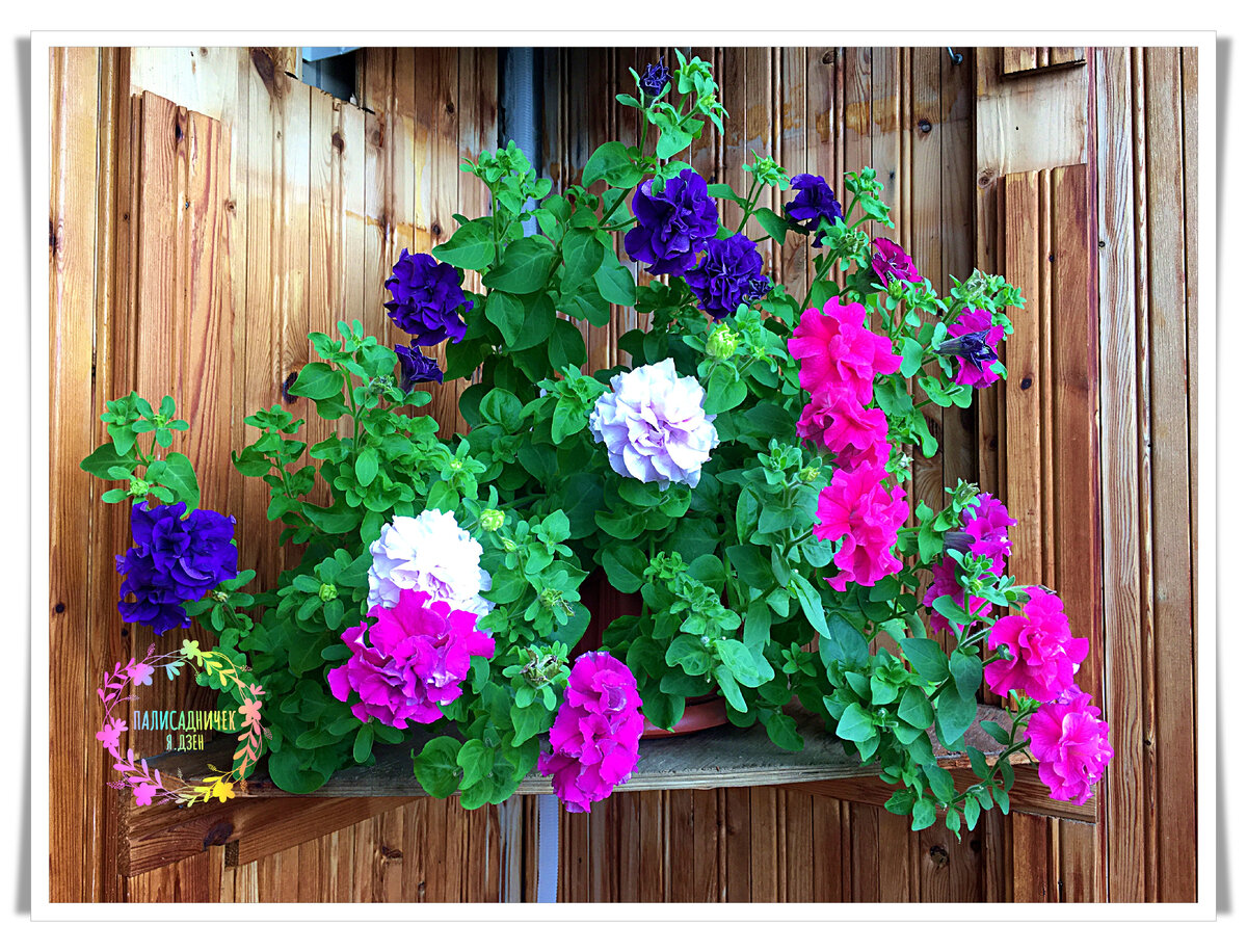 Это моя первая, из семян выращенная петуния. Лето прошлого года. 