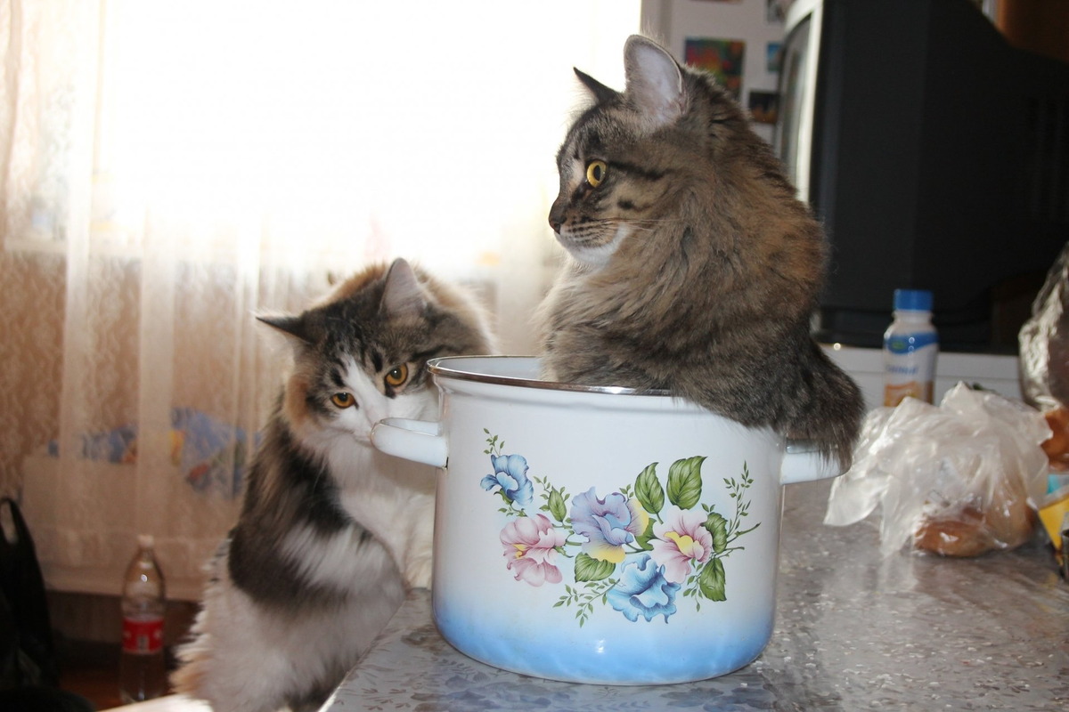 Фото взято с яндекс-картинок