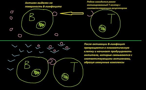 Рис. 2. Активация В-лимфоцита
