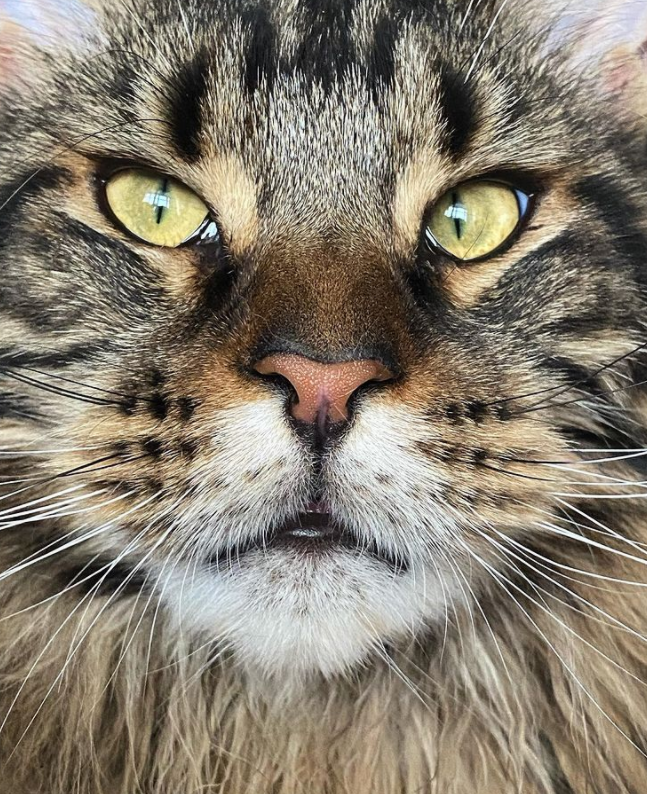 Фото из личного архива. Помните котенка Рикки? Он вырос.