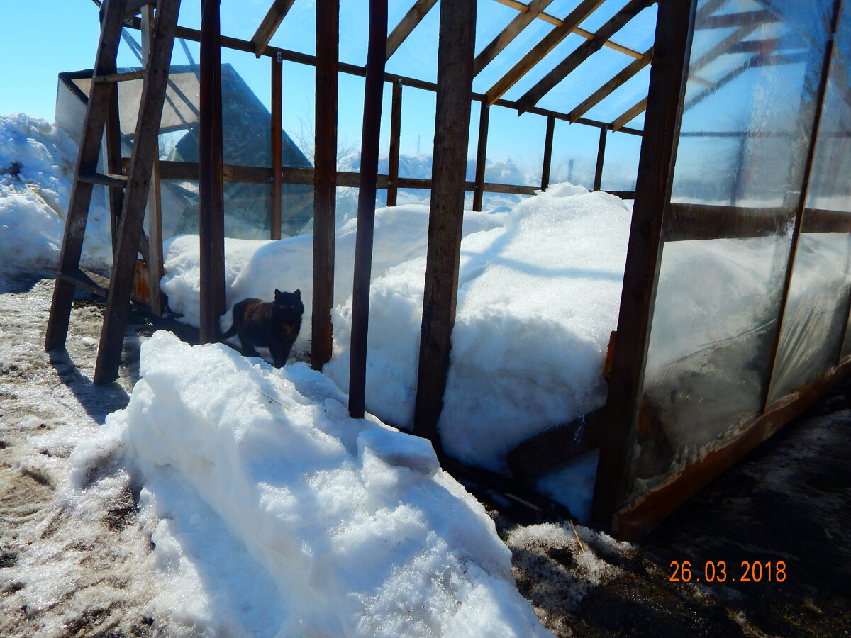 Натягиваем пленку, та зима  была  тоже  очень снежной и в  конце  марта снег  лежал по колено...