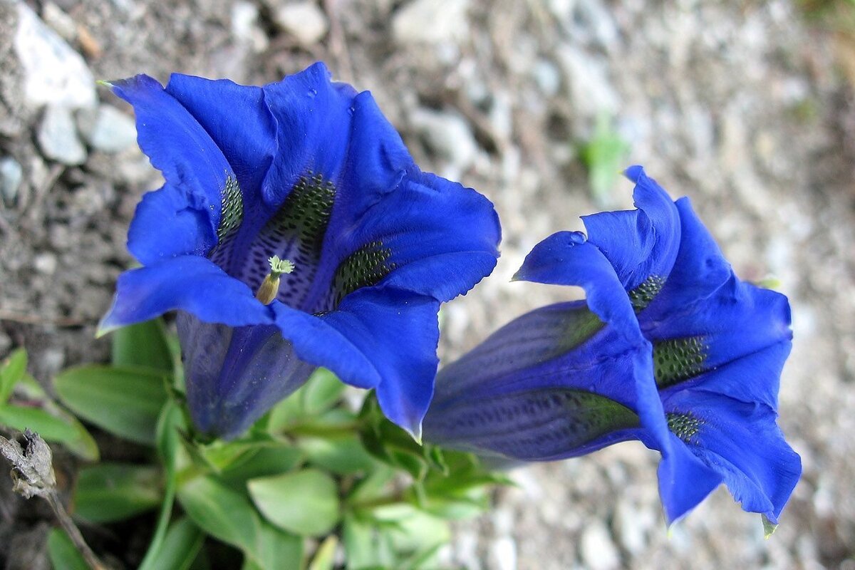 Горечавка бесстебельная (Gentiana acaulis) Фото из интернета.