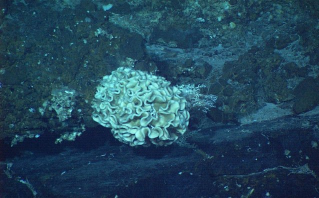 Новый вид одноклеточных ксенофиофоров на глубине 7,5 км.