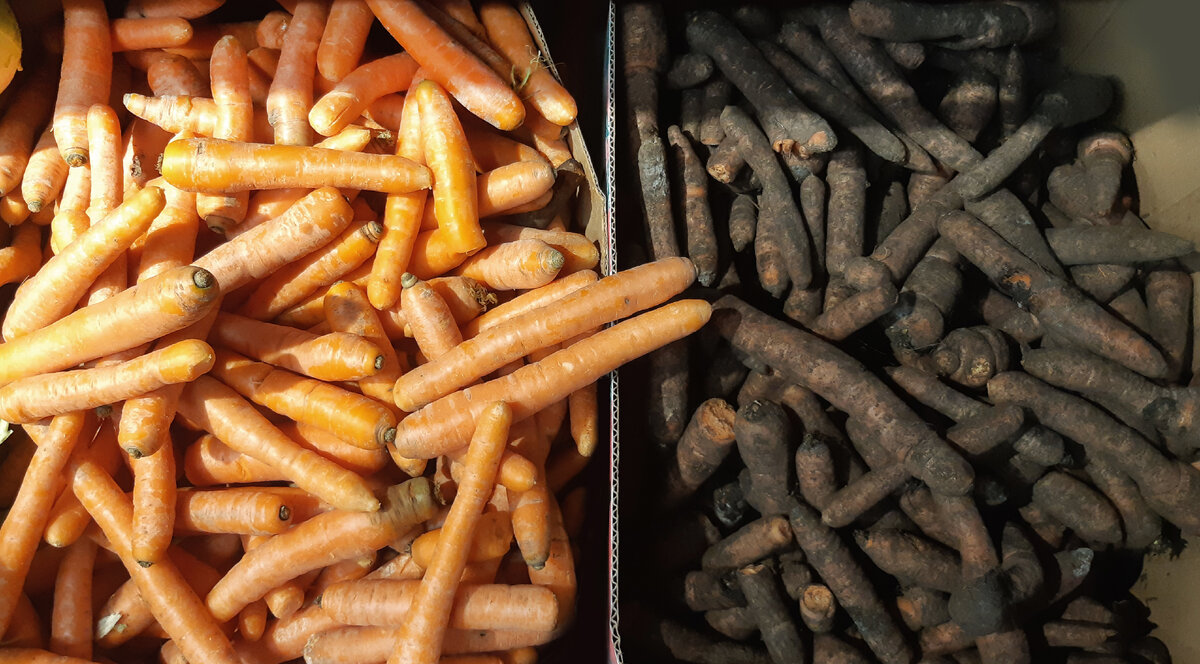 Мытая и немытая морковь. Фото сделано в московском супермаркете "Дикси"