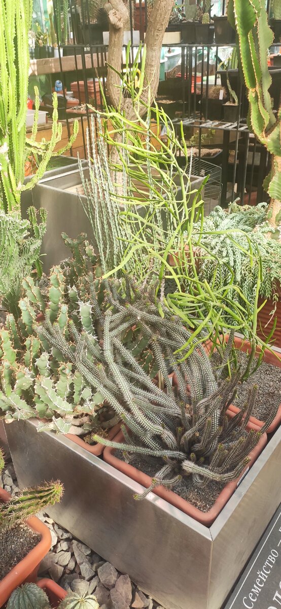 Оранжерея в аптекарском огородн