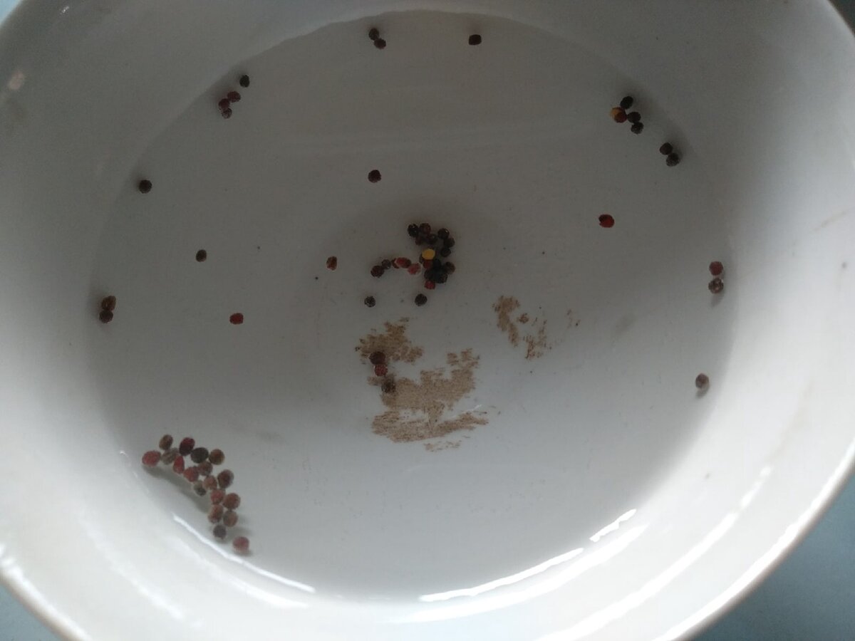 Тест на всхожесть семян белокочанной капусты