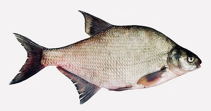 ВАЖНО! Лещ одна из самых осторожных мирных рыб. Заглатывает наживку она не сразу, а только хорошо познакомившись с ней. Поэтому резкая подсечка в самом начале клева не сулит рыбаку ничего хорошего. Опасно даже не потеря одной рыбы, что сорвалась с крючка, а уход всей стаи