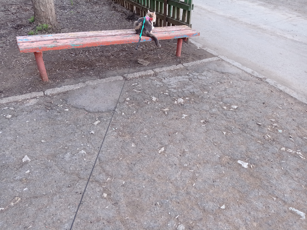 #прогулка #кошка #домашний питомец ##домашниеживотные 