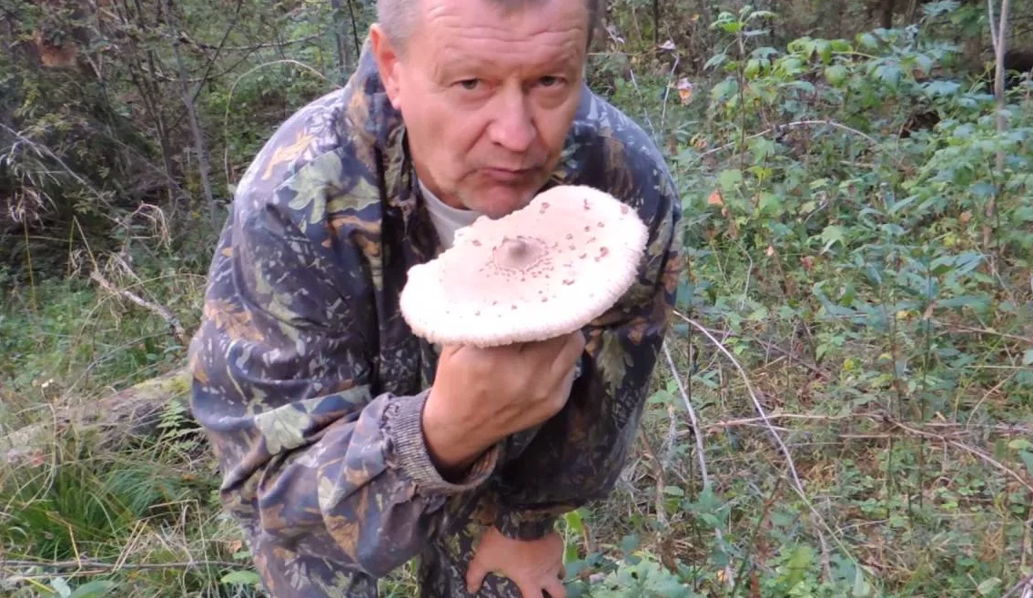 Скрин с видео, на котором грибник реально ест сырой зонтик. И ему не станет плохо! Зонт абсолютно сьедобный гриб.