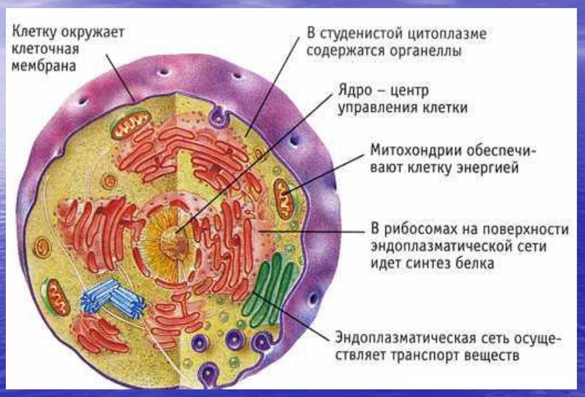 Как найти клетку. Строение клетки животного организма. Строение клетки человека рисунок. Строение человеческой клетки рисунок.