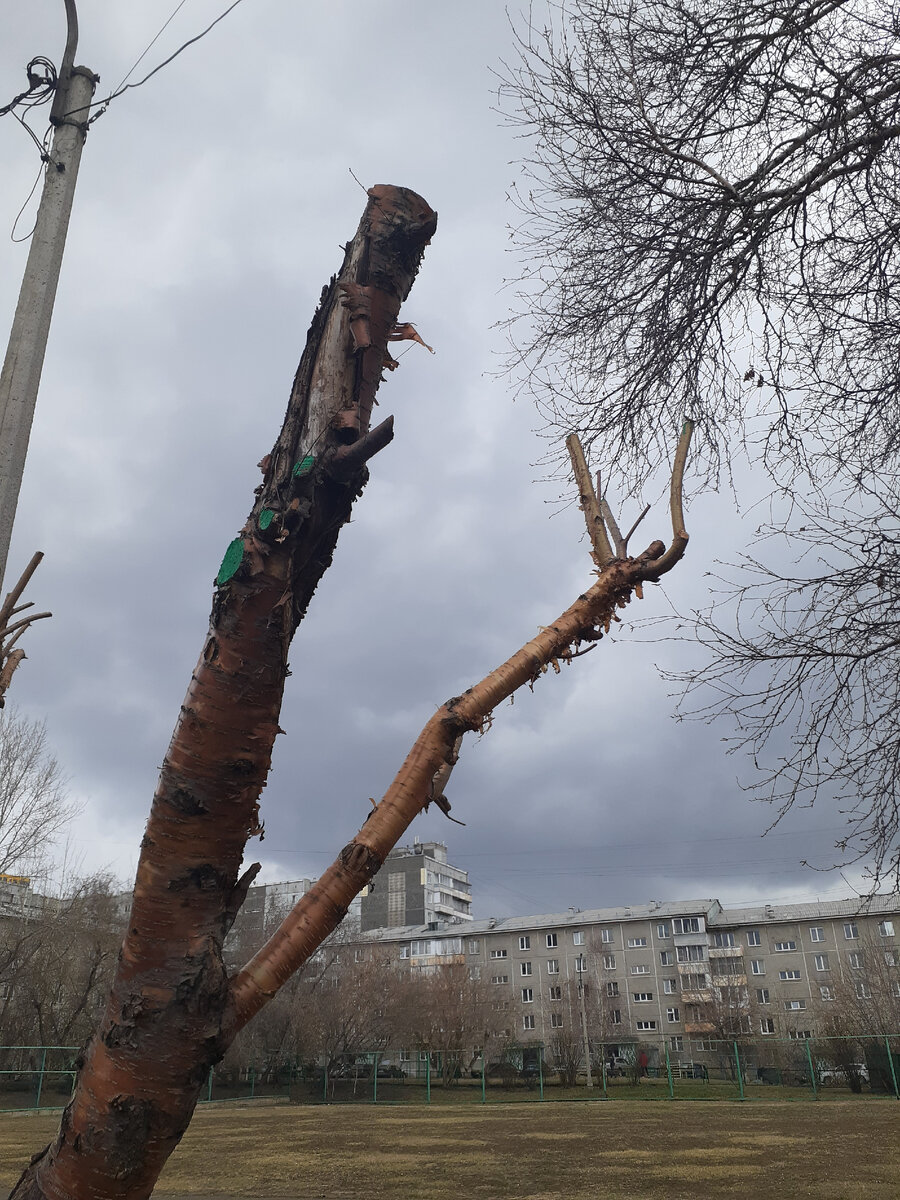 Подстриженные деревья